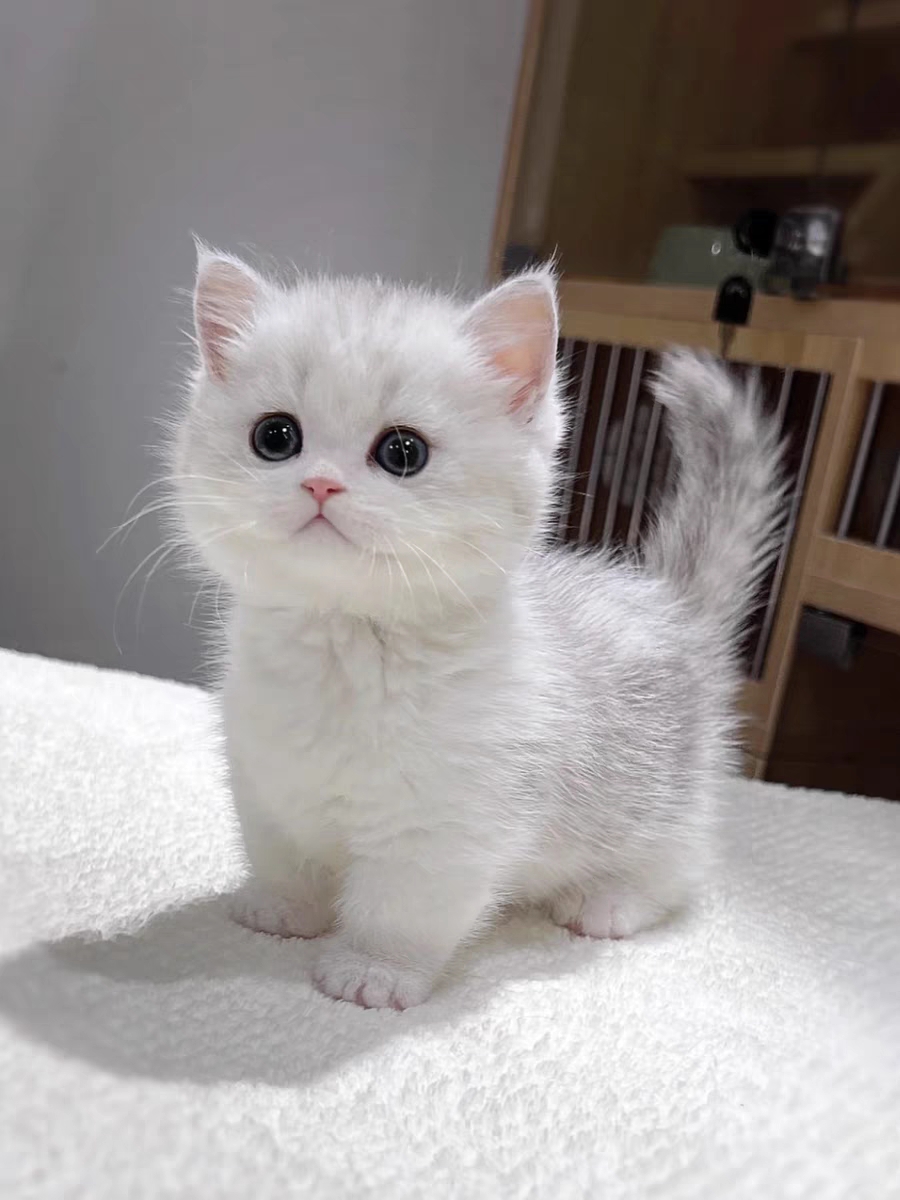 猫舍直销,批发价出售,曼基康矮脚猫